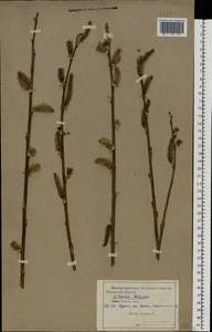 Salix cinerea L., Eastern Europe, Central forest-and-steppe region (E6) (Russia)