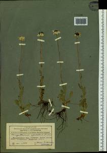 Tanacetum pulchrum (Ledeb.) Sch. Bip., Siberia, Altai & Sayany Mountains (S2) (Russia)