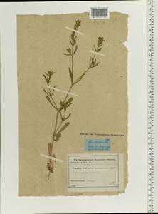 Silene gallica L., Eastern Europe, Moscow region (E4a) (Russia)