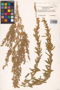 Krascheninnikovia ceratoides (L.) Gueldenst., Eastern Europe, Lower Volga region (E9) (Russia)