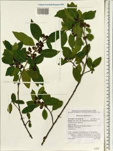 Rhamnus alaternus, South Asia, South Asia (Asia outside ex-Soviet states and Mongolia) (ASIA) (Israel)
