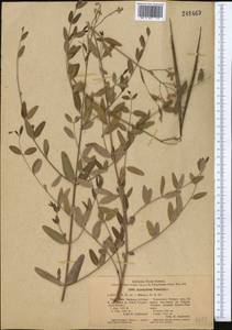 Poacynum lancifolium (Russanov) Mavrodiev, Laktionov & Yu. E. Alexeev, Middle Asia, Karakum (M6) (Turkmenistan)
