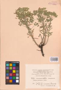 Euphorbia seguieriana Neck., Eastern Europe, Eastern region (E10) (Russia)