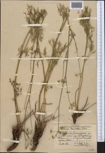 Sphaenolobium tenuisectum (Korovin) Pimenov, Middle Asia, Western Tian Shan & Karatau (M3) (Uzbekistan)