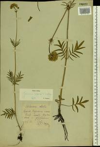 Valeriana rossica P. A. Smirn., Eastern Europe, Central forest-and-steppe region (E6) (Russia)