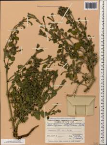 Heliotropium ellipticum Ledeb., Caucasus, Armenia (K5) (Armenia)