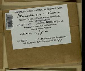 Pleuroziopsis ruthenica (Weinm.) Kindb. ex E. Britton, Bryophytes, Bryophytes - Russian Far East (excl. Chukotka & Kamchatka) (B20) (Russia)