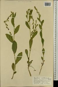 Lepidium amplexicaule Willd., Mongolia (MONG) (Mongolia)