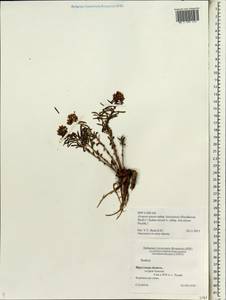 Phedimus aizoon (L.) 't Hart, Siberia, Baikal & Transbaikal region (S4) (Russia)