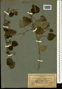 Hedera colchica (K. Koch) K. Koch, Caucasus, Azerbaijan (K6) (Azerbaijan)