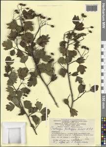 Crataegus pentagyna Waldst. & Kit. ex Willd., Caucasus, Azerbaijan (K6) (Azerbaijan)