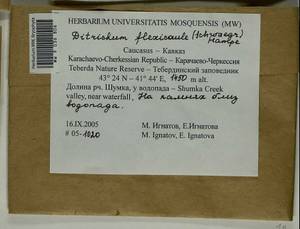 Flexitrichum flexicaule (Schwägr.) Ignatov & Fedosov, Bryophytes, Bryophytes - North Caucasus & Ciscaucasia (B12) (Russia)