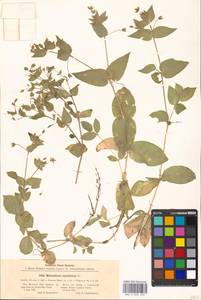 Stellaria aquatica (L.) Scop., Eastern Europe, Moscow region (E4a) (Russia)