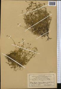Dichodon cerastoides (L.) Rchb., Middle Asia, Western Tian Shan & Karatau (M3) (Kazakhstan)