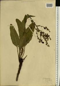 Verbascum chaixii subsp. orientale (M. Bieb.) Hayek, Eastern Europe, Lower Volga region (E9) (Russia)