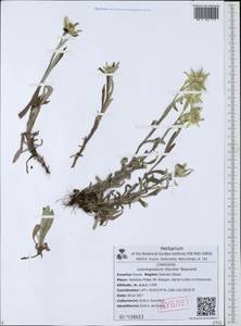 Leontopodium discolor Beauverd, Siberia, Russian Far East (S6) (Russia)