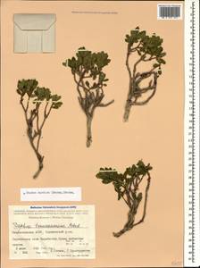 Daphne oleoides subsp. transcaucasica (Pobed.) Halda, Caucasus, Azerbaijan (K6) (Azerbaijan)