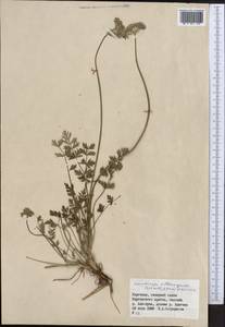 Lomatocarpa albomarginata (Schrenk) Pimenov & Lavrova, Middle Asia, Northern & Central Tian Shan (M4) (Kyrgyzstan)