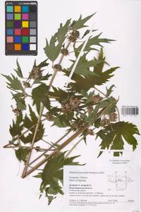 MHA 0 154 703, Leonurus quinquelobatus Gilib., Eastern Europe, Central region (E4) (Russia)