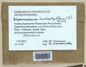 Blepharostoma trichophyllum (L.) Dumort., Bryophytes, Bryophytes - North Caucasus & Ciscaucasia (B12) (Russia)