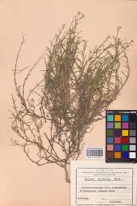 Silene supina M.Bieb., Eastern Europe, North Ukrainian region (E11) (Ukraine)