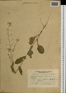 Brassica rapa subsp. oleifera (DC.) Metzg., Siberia, Russian Far East (S6) (Russia)