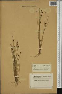 Eleocharis ovata (Roth) Roem. & Schult., Western Europe (EUR) (Not classified)