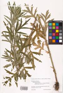 Artemisia umbrosa Turcz. ex DC., Eastern Europe, Central region (E4) (Russia)
