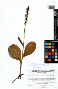 Platanthera fuscescens (L.) Kraenzl., Siberia, Baikal & Transbaikal region (S4) (Russia)