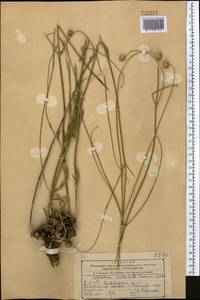 Cephalaria sublanata (Bornm.) Szabó, Middle Asia, Kopet Dag, Badkhyz, Small & Great Balkhan (M1) (Turkmenistan)