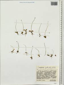 Pinguicula spathulata Ledeb., Siberia, Russian Far East (S6) (Russia)