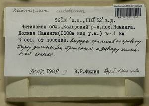 Bucklandiella sudetica (Funck) Bedn.-Ochyra & Ochyra, Bryophytes, Bryophytes - Baikal & Transbaikal regions (B18) (Russia)