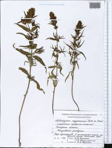 Melampyrum arvense L., Eastern Europe, Middle Volga region (E8) (Russia)