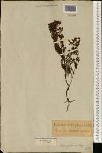 Erica glutinosa P. J. Bergius, Africa (AFR) (South Africa)
