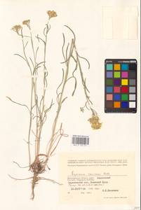 Erysimum diffusum Ehrh., Eastern Europe, Lower Volga region (E9) (Russia)