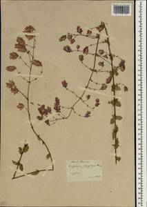 Origanum sipyleum L., South Asia, South Asia (Asia outside ex-Soviet states and Mongolia) (ASIA) (Turkey)