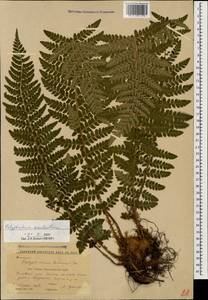 Polystichum aculeatum (L.) Roth, Caucasus, Krasnodar Krai & Adygea (K1a) (Russia)