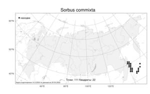 Sorbus commixta Hedl., Atlas of the Russian Flora (FLORUS) (Russia)