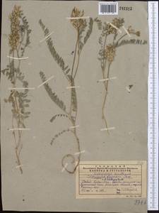 Astragalus tibetanus Benth. ex Bunge, Middle Asia, Western Tian Shan & Karatau (M3) (Kazakhstan)