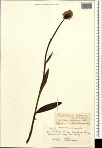 Traunsteinera sphaerica (M.Bieb.) Schltr., Caucasus, Stavropol Krai, Karachay-Cherkessia & Kabardino-Balkaria (K1b) (Russia)