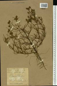 Plantago arenaria Waldst. & Kit., Eastern Europe, North Ukrainian region (E11) (Ukraine)