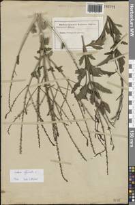 Verbena officinalis L., Eastern Europe (no precise locality) (E0) (Ukraine)