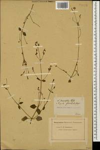 Nepeta teucriifolia, Caucasus, Azerbaijan (K6) (Azerbaijan)