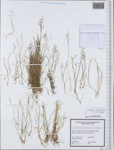 Festuca bromoides L., South Asia, South Asia (Asia outside ex-Soviet states and Mongolia) (ASIA) (Iran)