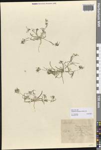 Leptaleum filifolium (Willd.) DC., Middle Asia, Karakum (M6) (Turkmenistan)