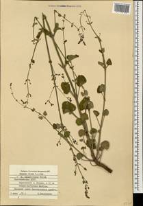 Nepeta teucriifolia, Caucasus, Azerbaijan (K6) (Azerbaijan)