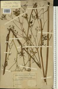 Chaerophyllum bulbosum L., Eastern Europe, Moscow region (E4a) (Russia)