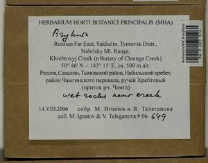 Bryhnia, Bryophytes, Bryophytes - Russian Far East (excl. Chukotka & Kamchatka) (B20) (Russia)