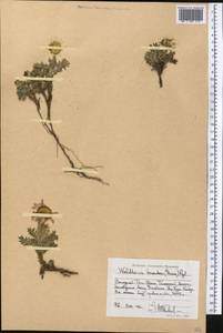 Waldheimia tomentosa (Decne.) Regel, Middle Asia, Western Tian Shan & Karatau (M3) (Kazakhstan)