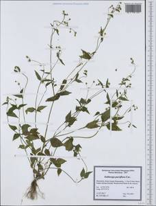 Galinsoga parviflora Cav., Western Europe (EUR) (North Macedonia)